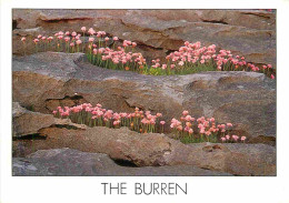 Irlande - Clare - The Burren - Fleurs - CPM - Carte Neuve - Voir Scans Recto-Verso - Clare