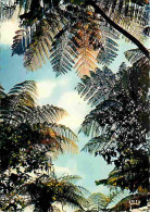Antilles - Fougères Arborescentes - CPM - Voir Scans Recto-Verso - Sonstige & Ohne Zuordnung