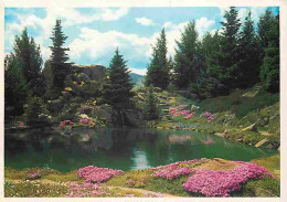 Etats Unis - Wenatchee - Ohme Gardens - Jardins - Fleurs - Carte Neuve - CPM - Voir Scans Recto-Verso - Sonstige & Ohne Zuordnung