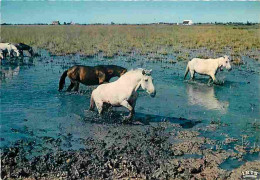 Animaux - Chevaux - Camargue - A Travers Les Marais Un Troupeau De Chevaux Sauvages Passe - Flamme Postale De Les Sainte - Pferde