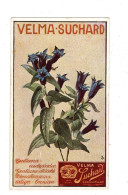 Chromo Chocolat Suchard, S 194 / 5, Serie Fleurs Des Alpes, Gentiana - Suchard