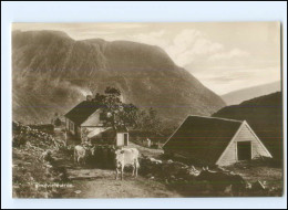 S3499/ Rindviehherde Norwegen Foto Trinks-Bildkarte AK-Format Ca.1925 - Noruega