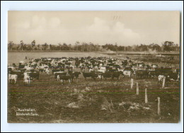 S3419/ Australien Rindvieh-Farm Cattle-Farm Trinks-Bildkarte AK-Format Ca.1925 - Other & Unclassified