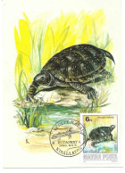 Ungheria, Hungary 1986 ; Maximum Card . Tartaruga, Schildkröte, Tortoise .Testuggini, Schildkröten, Tortoises - Tortues