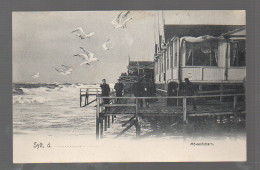 U3247/ Sylt  Möwen Werden Gefüttert  AK Westerland Ca.1900 - Sylt