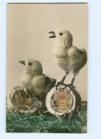 Y8056/ Ostern Küken Foto AK Oranotypie 1911 - Easter