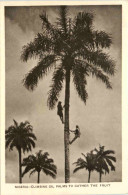 Nigeria - Climbing Oil Palms - Nigeria