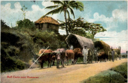 Puerto Rico - Bull Carts Near Humacao - Puerto Rico