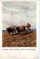 Plowing With Yoked Oxen In Palestine - Palestine