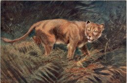 Lioness - Tucks - Löwen