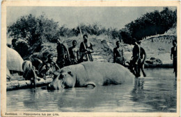 Zambeze - Hippopotame Tue Par Litia - Jagd - Namibie
