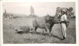 Buffalo - Asia - Sonstige & Ohne Zuordnung