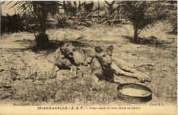 Brazzaville - Jeune Couple De Lions - Sonstige & Ohne Zuordnung