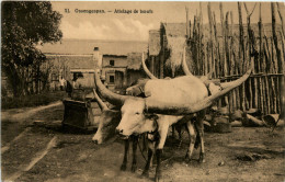 Attelage De Boeufs - Teams