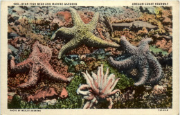 Oregon - Star Fish - Altri & Non Classificati