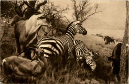 Zebra And Eland - Zebre