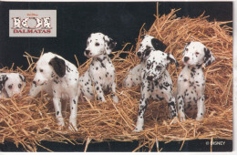 Chiens  Dalmatien - Dogs