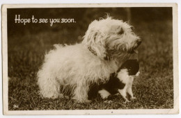 WEST HIGHLAND TERRIER AND KITTEN - HOPE TO SEE YOU SOON / PONTEFRACT, CARLETON - Dogs