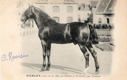 Harley La France Chevaline Race 1885 Horse Signed Antique Postcard - Horse Show