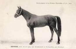 Jeffries La France Chevaline Race Horse Antique 1909 PB Postcard - Hípica