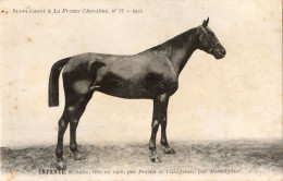 Infante La France Chevaline 1908 Race Horse Antique PB Postcard - Paardensport