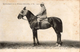 Inula La France Chevaline 1908 Race Horse Antique PB Postcard - Reitsport