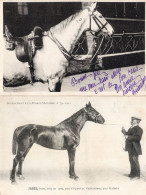 Jabes La France Chevaline 1909 Race Horse Antique PB Postcard - Horse Show