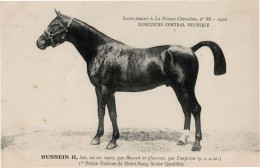 Hussein II La France Chevaline 1907 Race Horse Antique PB Postcard - Hippisme
