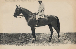 Gaulois La France Chevaline 1906 Race Horse Antique PB Postcard - Hípica