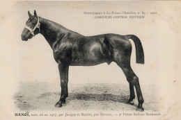 Hanoi La France Chevaline 1907 Race Horse Antique PB Postcard - Horse Show