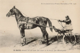 Il Bacio La France Chevaline Race Horse Antique 1910 PB Postcard - Reitsport