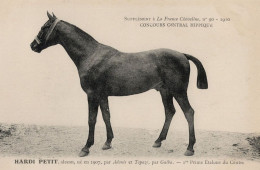 Hardi Petit La France Chevaline Race Horse Antique 1910 PB Postcard - Horse Show