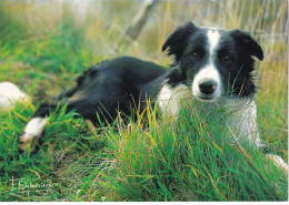 Photos Francis DEBAISIEUX   -  Un Chien - Andere & Zonder Classificatie