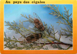Animaux - Insectes - Cigale - CPM - Voir Scans Recto-Verso - Insetti