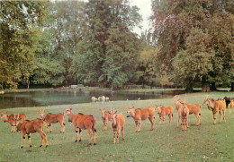 Animaux - Elans Du Cap - Parc De Saint Vrain - Zoo - CPM - Voir Scans Recto-Verso - Other & Unclassified