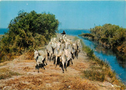 Animaux - Chevaux - Camargue - Chevauchée En Camargue - Etat Léger Pli Visible - CPM - Voir Scans Recto-Verso - Pferde