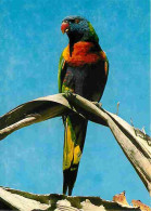 Animaux - Oiseaux - Perroquet - Rainbow Lorikeet - CPM - Voir Scans Recto-Verso - Oiseaux