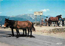 Animaux - Chevaux - Collection D'Art Pyrénéen - Les Pyrénées - Route Du Col D'Aubisque - Le Col Du Soulor - Flamme Posta - Horses