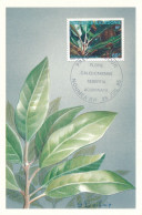 NOUVELLE CALEDONIE - CARTE PREMIER JOUR DU 28 JUILLET 1995 FLORE CALEDONIENNE SEBERTIA ACUMINATA NOUMEA - Sonstige & Ohne Zuordnung