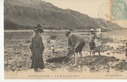 VILLERS SUR MER à La Recherche De Moules - Villers Sur Mer