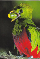 Bird - Oiseau - Vogel - Uccello - Pássaro - Pájaro - Quetzal In Rainforest - Costa Rica - Oiseaux