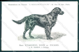 Animali Dog Cane Epagneul Noir Picard Picardy Spaniel Postcard VK9529 - Other & Unclassified