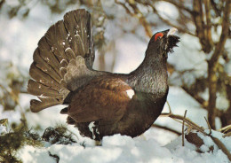 Bird - Oiseau - Vogel - Uccello - Pássaro - Pájaro - Animal - Fauna - Metso - Capercaillie - Tetrao Urogallus - Oiseaux