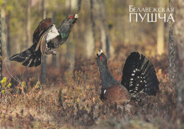 Bird - Oiseau - Vogel - Uccello - Pássaro - Pájaro - Animal - Fauna - Metso - Capercaillie - Tetrao Urogallus - Oiseaux