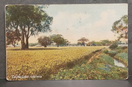 AUSTRALIE , GOLDEN GRAIN AUSTRALIA , LOT 186 - Sonstige & Ohne Zuordnung