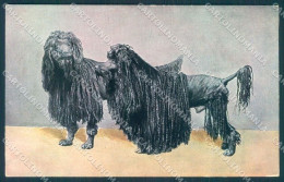 Animals Dog Komondor Serie 215 Cartolina Postcard TW1371 - Autres & Non Classés
