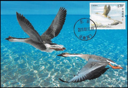 China Maximum Card 2018-22 Wild Goose,1 Pcs - Tarjetas – Máxima