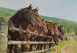 ANIMAUX CHEVAUX - Horses