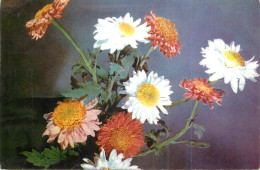 Postcard Romania Crizanteme Margarete 1967 - Roumanie