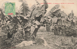 NOUVELLE CALEDONIE - A Woman At The Foot Of E Banana-tree - Carte Postale Ancienne - Nuova Caledonia